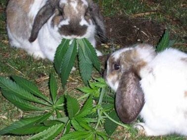 The 4/20 Easter Show